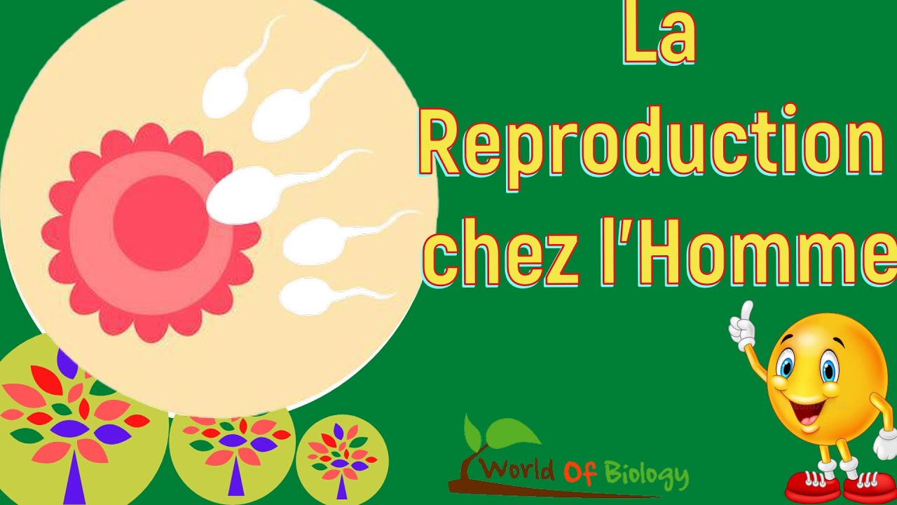 La Reproduction Humaine
